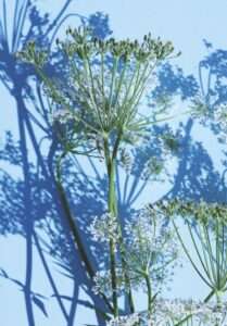 Frischer Fenchel für Tee.