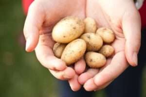 Kartoffeln in der Hand